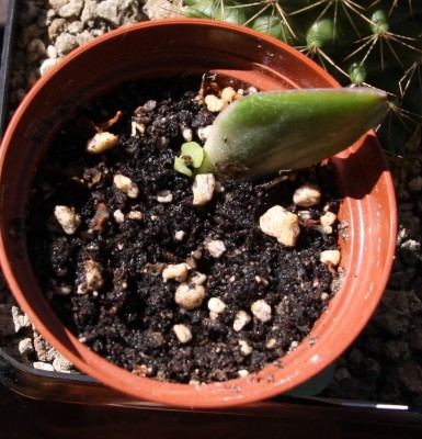 Crassula ovata variegata Baby von Gürkschen - 18.06.2009.jpg
