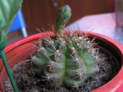 2009-06-18 Kaktus 004.JPG
