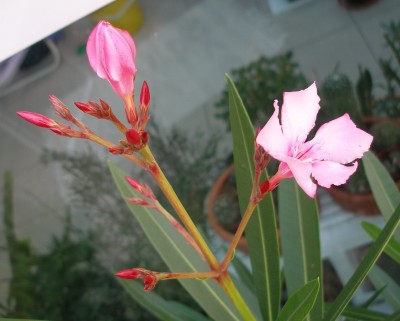 Oleander rosa.jpg