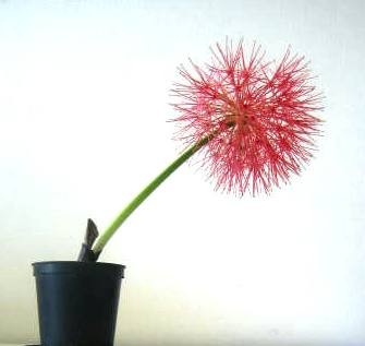 090618b 002-puschelchen.jpg