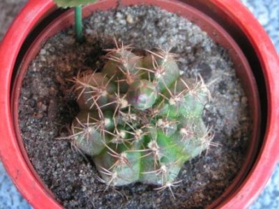 2009-06-18 Kaktus 006.JPG