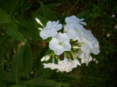 DSCI0631.JPG