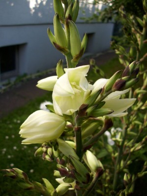 DSCI0628.JPG