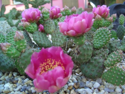 Malter  vom 25.5.09 bis 3.6.09 037.jpg