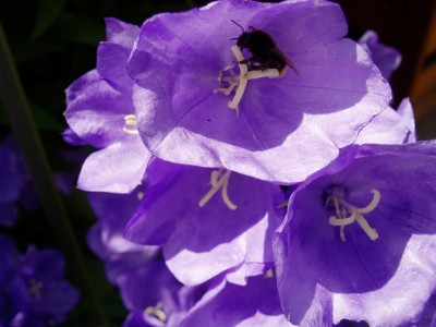 Glockenblume mit Sammler.JPG