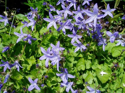 Campanula.JPG