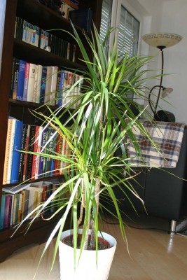 drachenbaum klein1.jpg