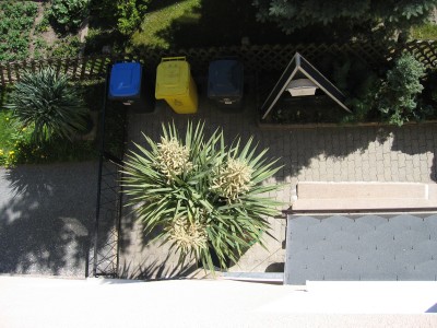 bluete_2007.jpg
