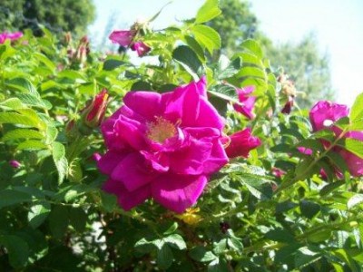 100_4027.JPG