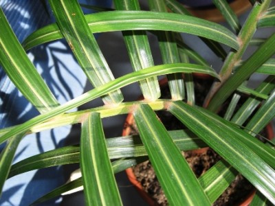 kranker Wedel Hyophorbe verschaffeltii.JPG