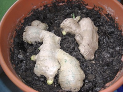 keimender Ingwer 090618.JPG