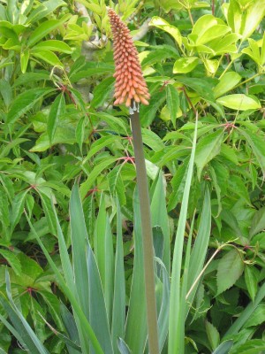 IMG_1915 Kniphofia uvaria.jpg