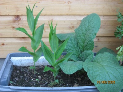 Green2009_2447.jpg