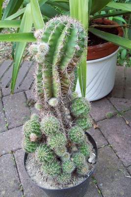 Echinopsis Mutterpflanze.jpg