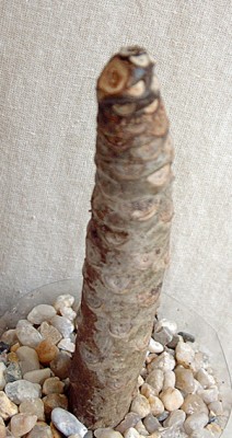 Spitze-schwarz.jpg