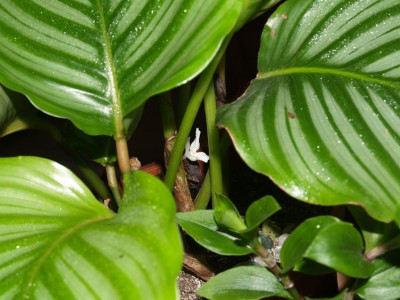CalatheaOrbifoliaBlüte2009_2.jpg