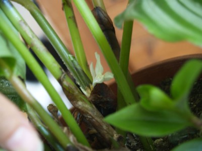 CalatheaOrbifoliaBlüte2009_5.jpg