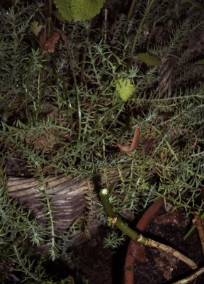 2009-06-18 - Schnecke 007.jpg