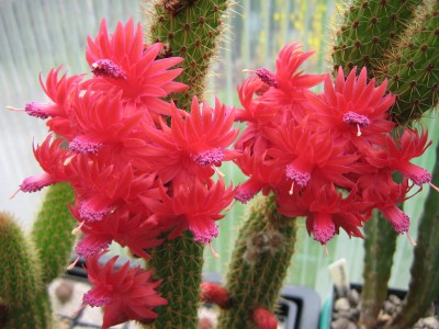 IMG_1940 Bolivicereus samaipatanus v_multiflorus.jpg