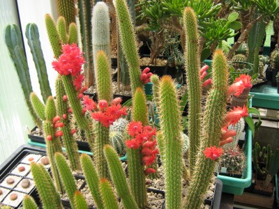 IMG_1938 Bolivicereus samaipatanus v_multiflorus.jpg