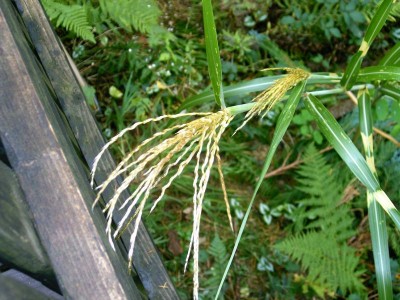 Allerlei10.05 027.jpg