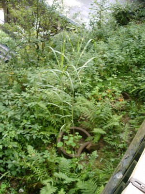 Eifel August 2005 022.jpg