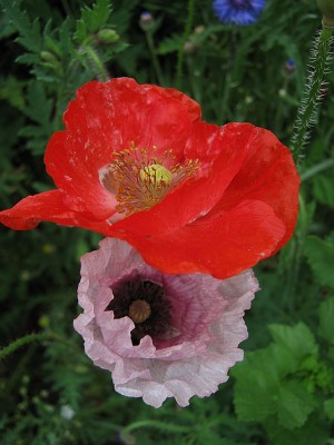 19.06.2009 blütenmischung1.jpg