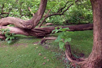 Ginko greenseek 2.jpg