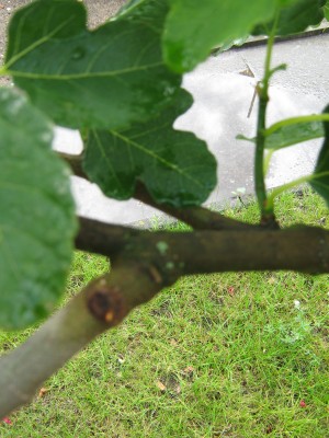 neu 011.JPG