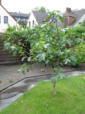neu 009.JPG