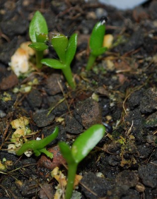 Epiphyllum_thomasium.jpg