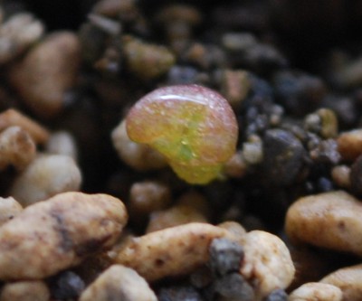 Lithops.jpg