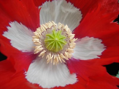 Mohn Schweizerfahne.jpg