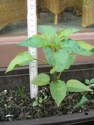 20062009-Jalapeno.JPG