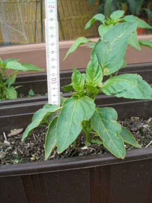 20062009-Gemüsepaprika.JPG