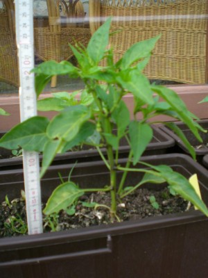 20062009-Cayenne.JPG