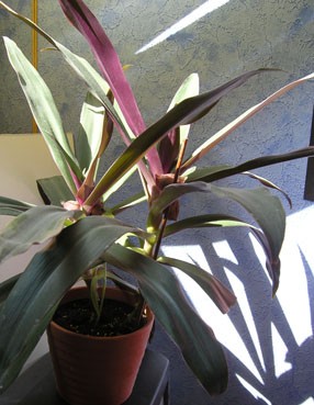 eucalyptus gunnii pflege zimmerpflanze Eukalyptus kaufen - Eucalyptus Gunnii Duftpflanze Ø:19 H:50 cm main image 1