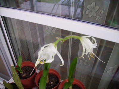Hymenocallis.jpg
