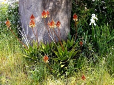 Aloe mitriformis  in Paso_Pinar.jpg