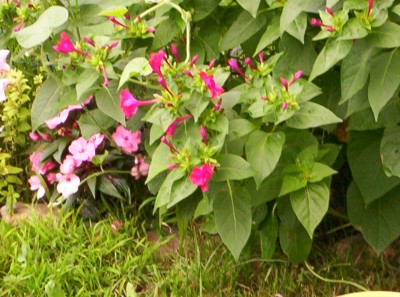 Tag-Nachtblume.JPG