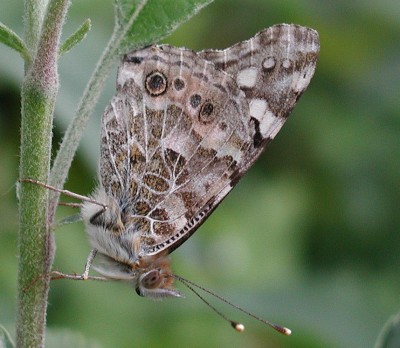 Schmetterling48.jpg