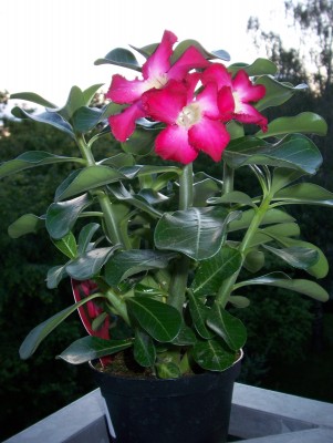 wüstenrose1.jpg