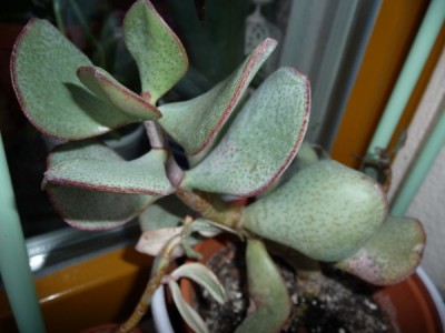 P1000523_600_450(2).jpg