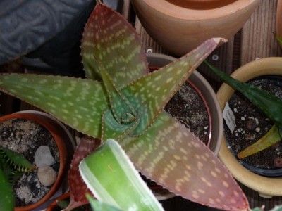 P1000390_600_450.jpg