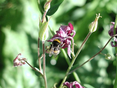 Hummel2.jpg