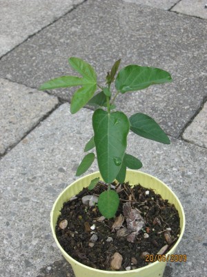 Green2009_2464.jpg