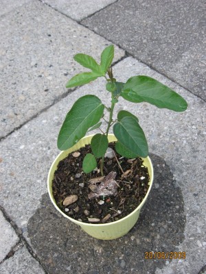 Green2009_2466.jpg