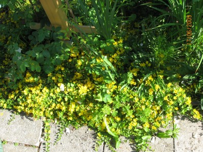Green2009_2426.jpg