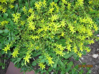 Green2009_2455.jpg