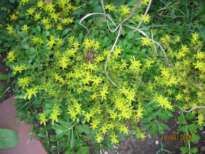 Green2009_2453.jpg